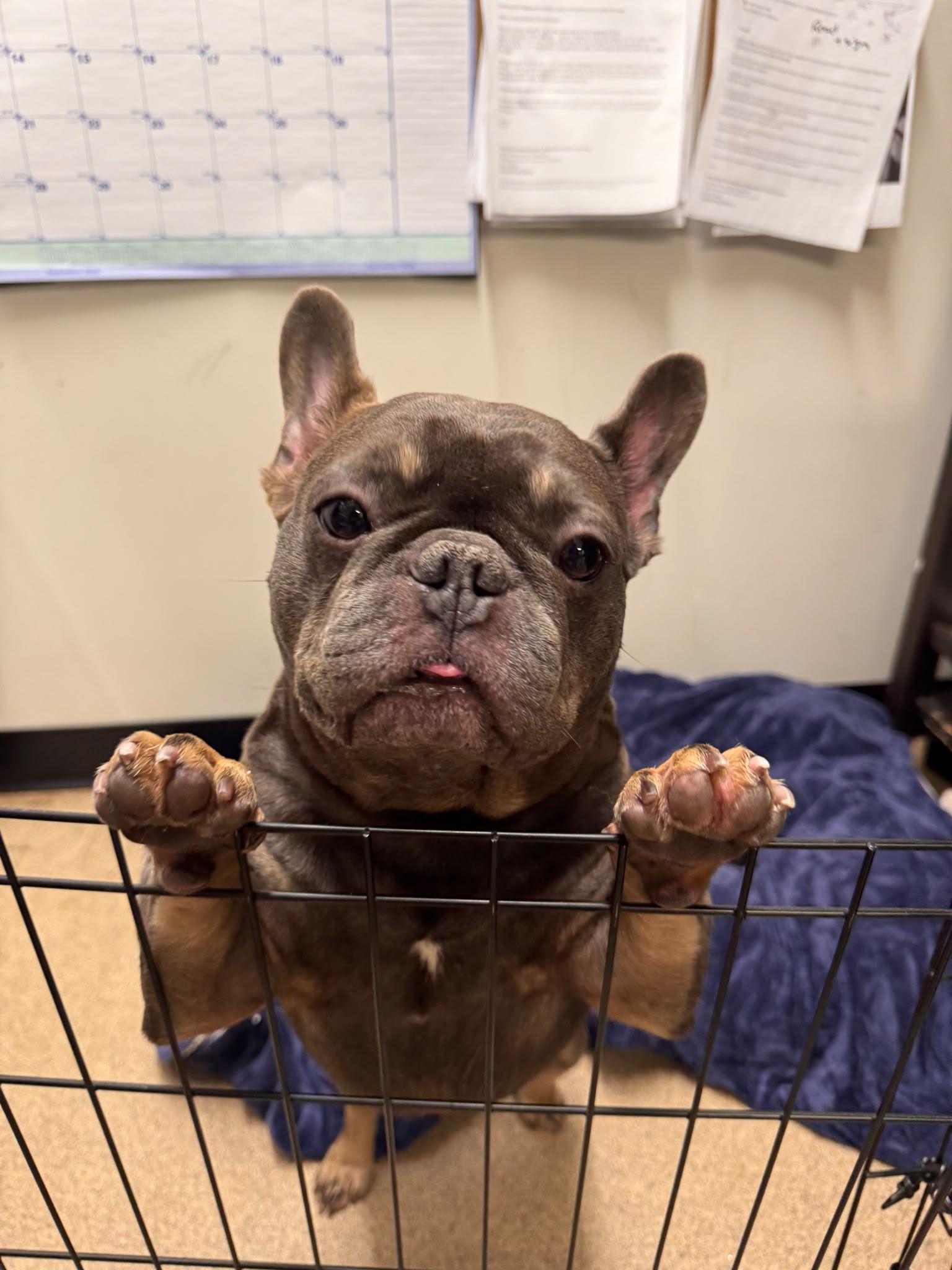 Enlarge Herbert -CLOSED FOR APPLICATIONS, a Adoptable French Bulldog in Vancouver, BC image 5/5