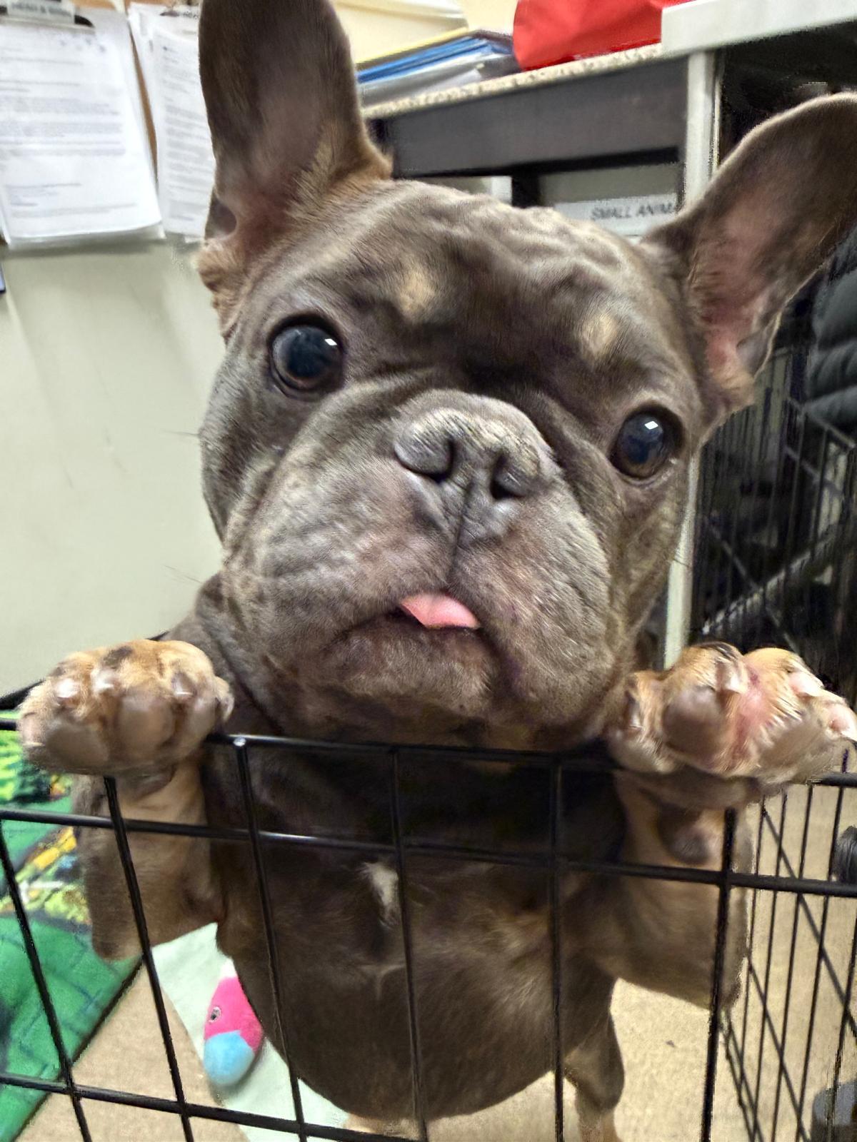 Enlarge Herbert -CLOSED FOR APPLICATIONS, a Adoptable French Bulldog in Vancouver, BC image 4/5