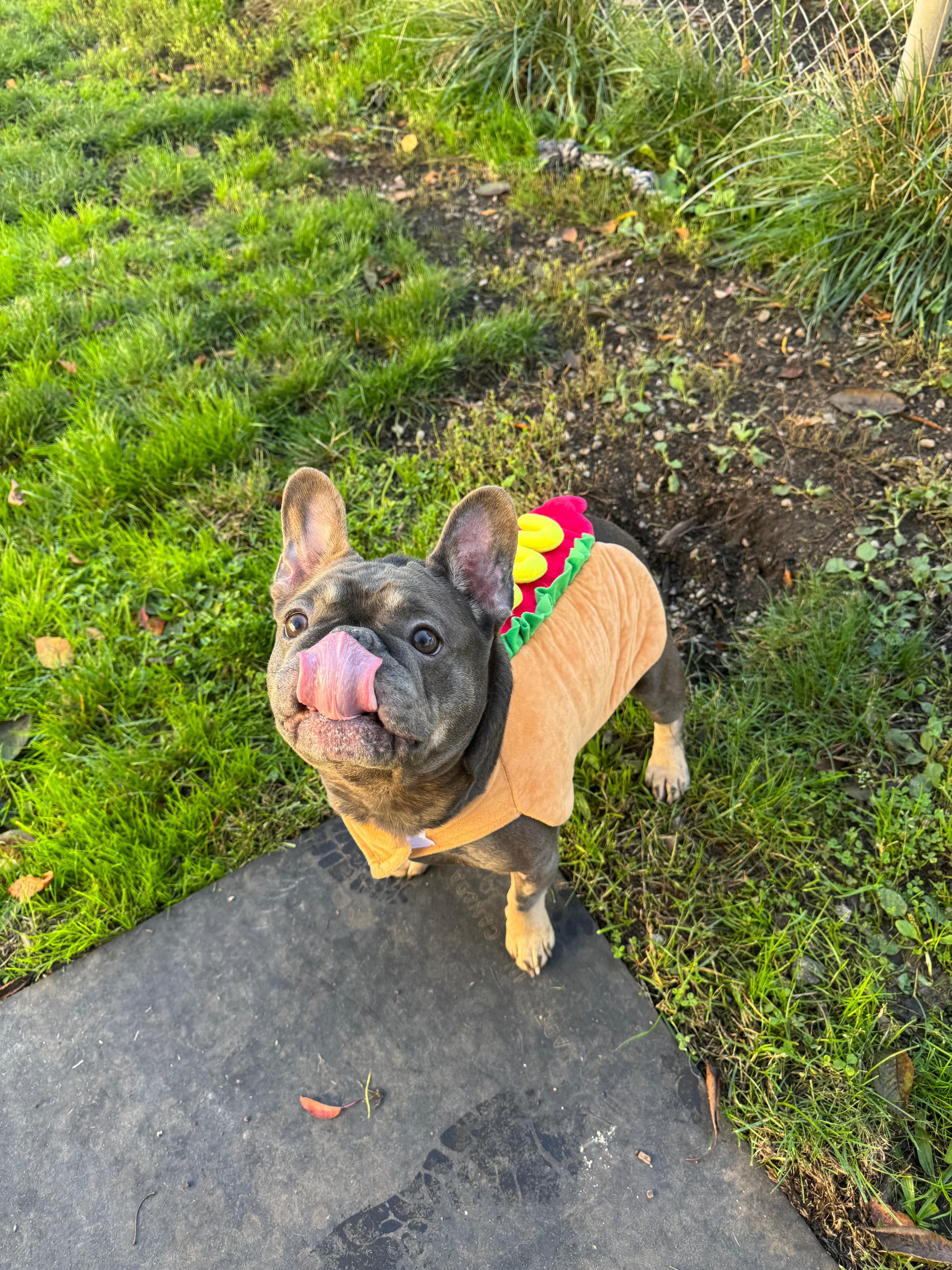 Enlarge Herbert -CLOSED FOR APPLICATIONS, a Adoptable French Bulldog in Vancouver, BC image 2/5