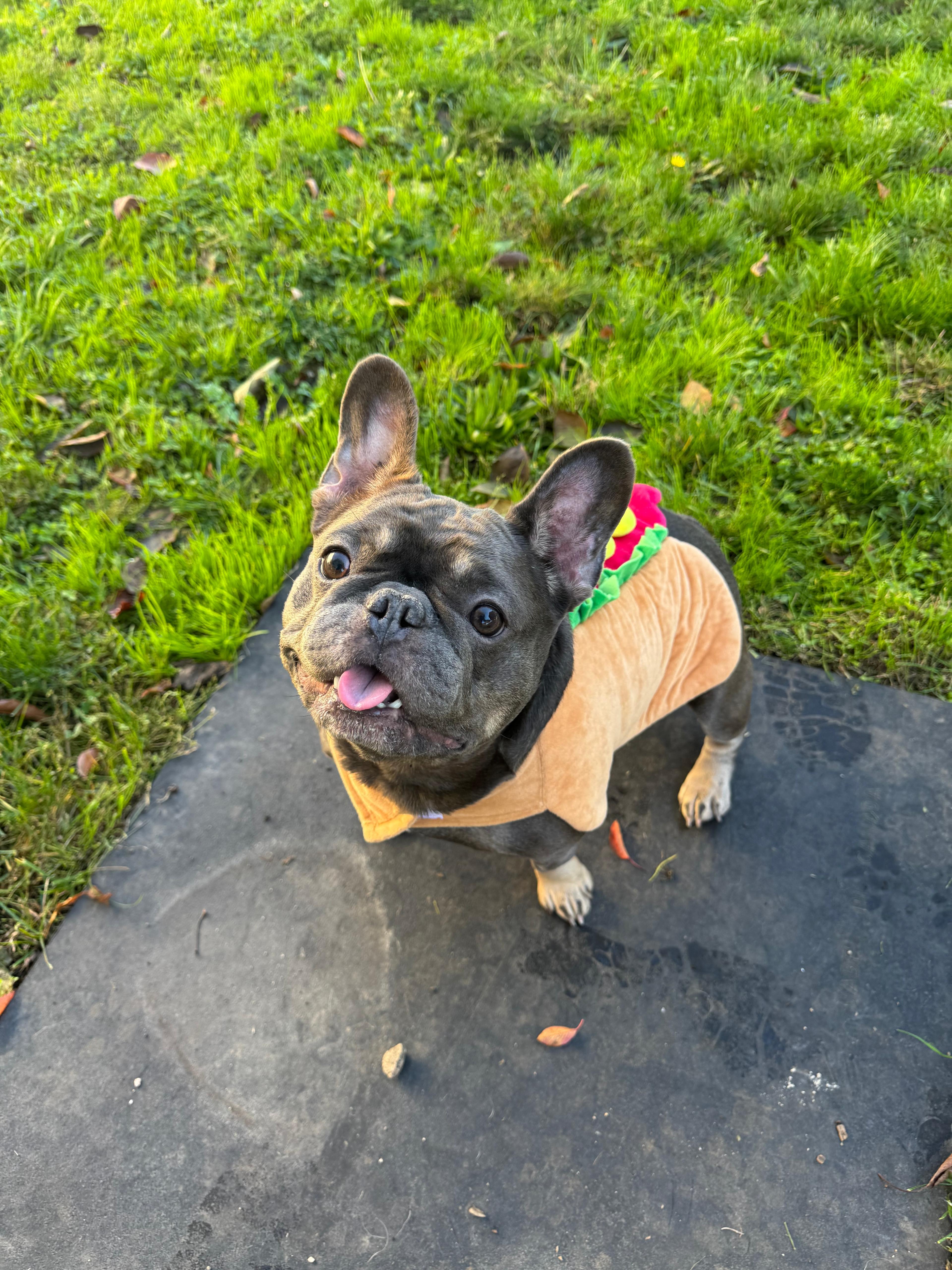 Enlarge Herbert -CLOSED FOR APPLICATIONS, a Adoptable French Bulldog in Vancouver, BC image 3/5