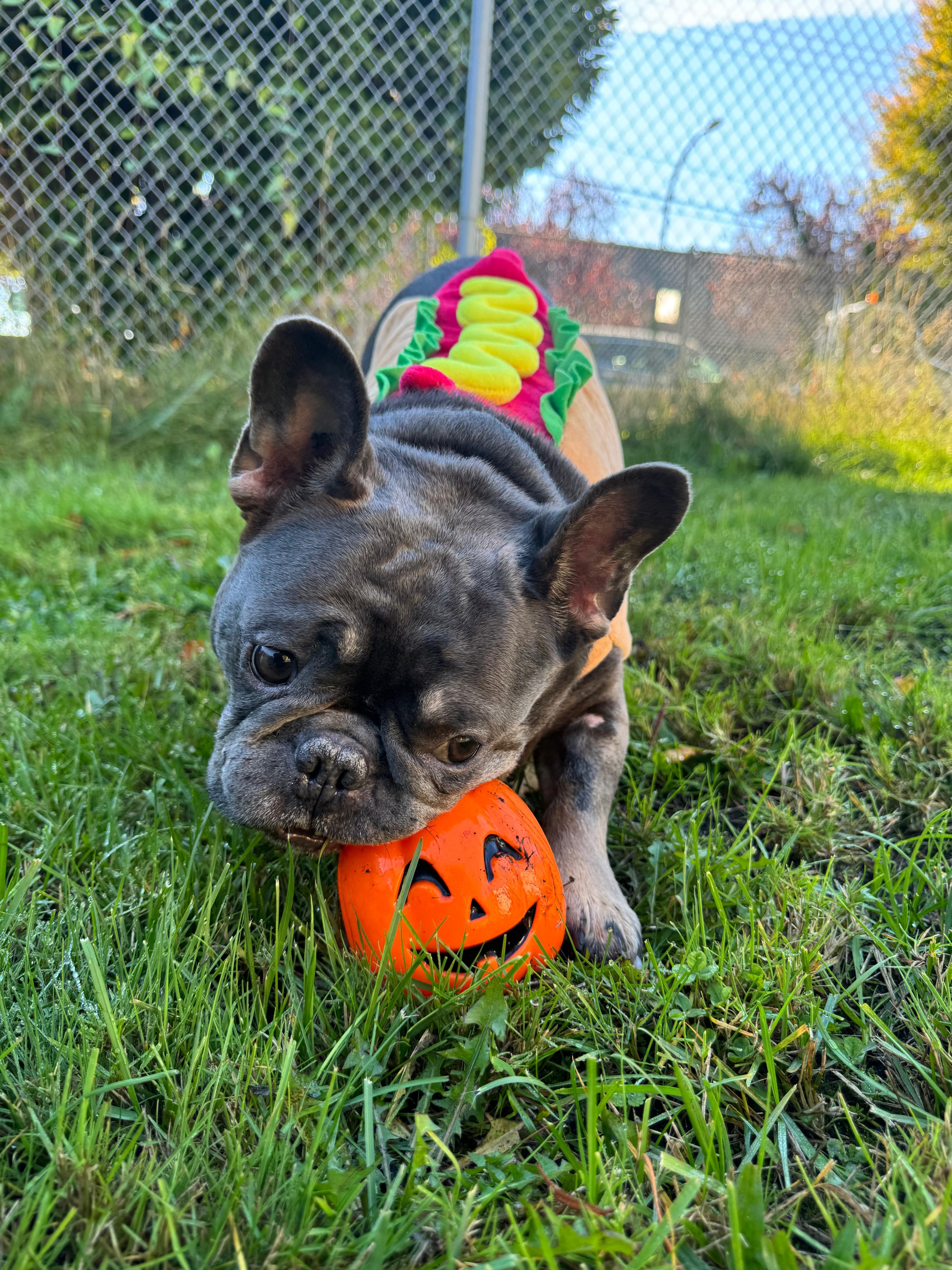 Enlarge Herbert -CLOSED FOR APPLICATIONS, a Adoptable French Bulldog in Vancouver, BC image 1/5