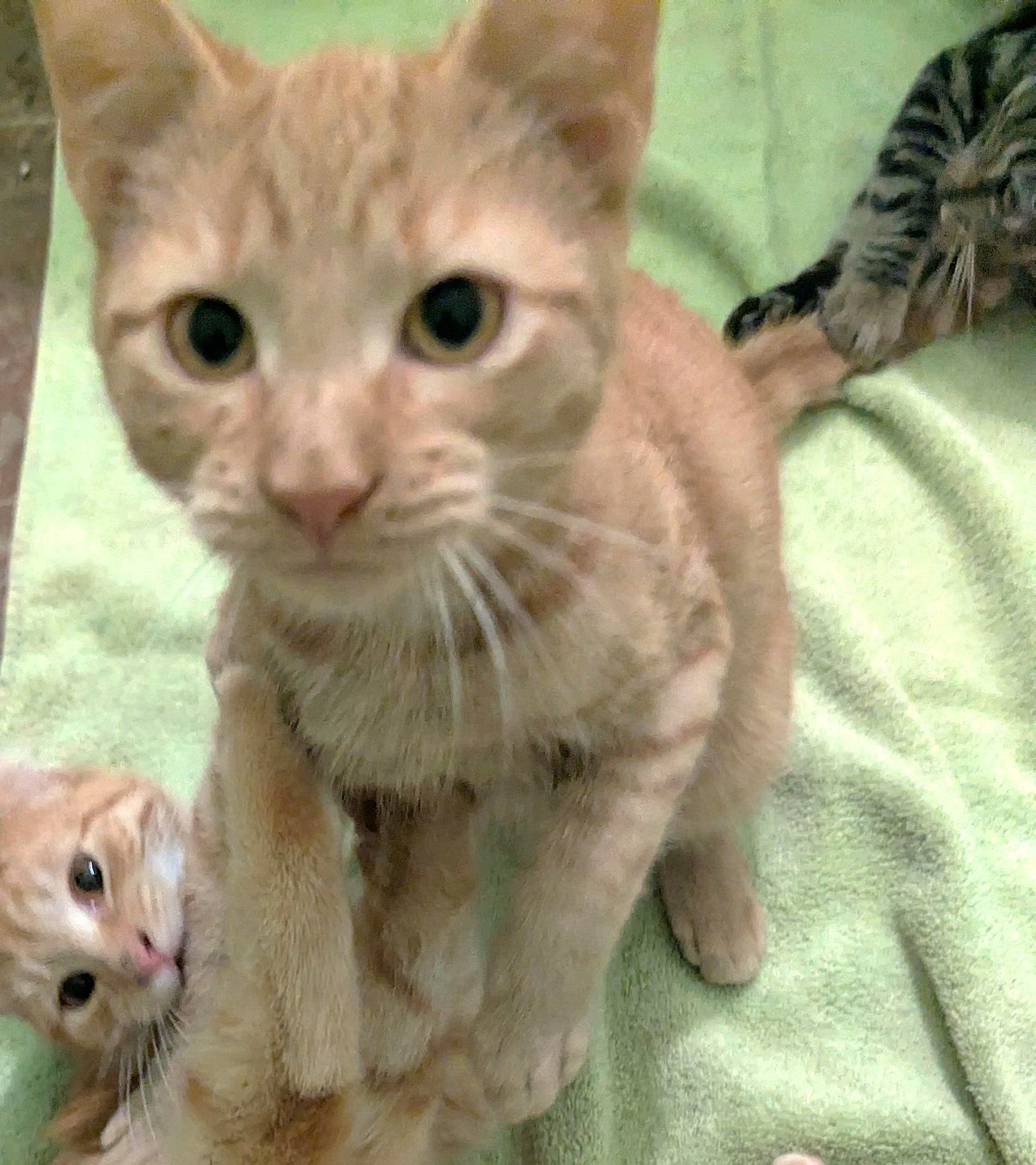 Rascal, Adoptable, Kitten Male Tiger.