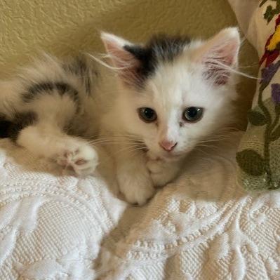 Fifer, Adoptable, Kitten Female Domestic Long Hair.