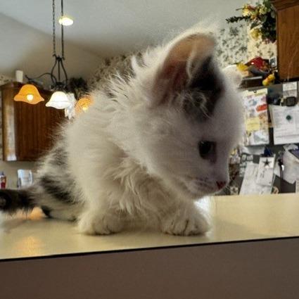 Fifer, a Adoptable Domestic Long Hair in Prosper, TX image 2/3
