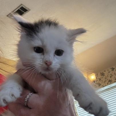 Fifer, a Adoptable Domestic Long Hair in Prosper, TX image 3/3