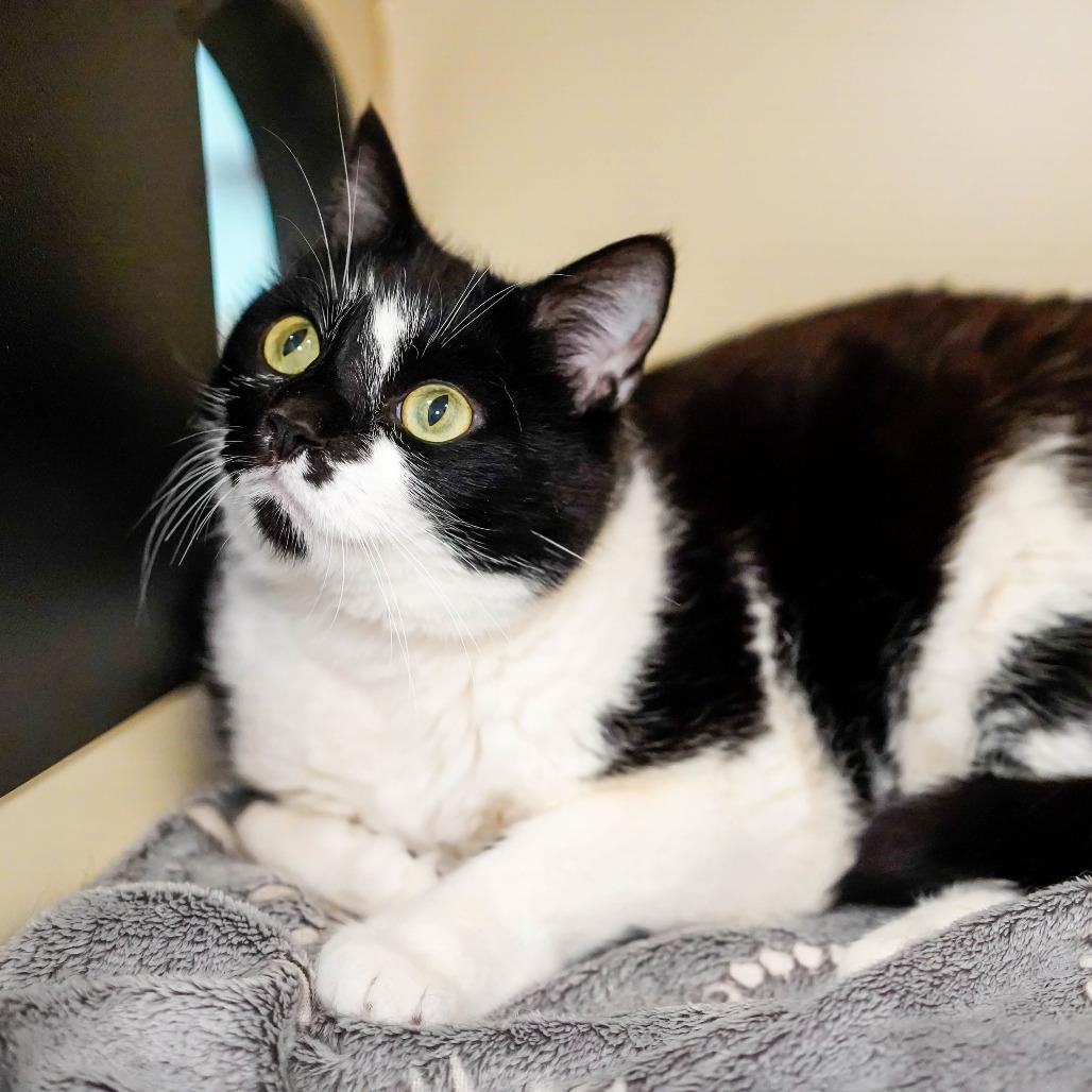 Lechita, Adoptable, Adult Male Domestic Short Hair.