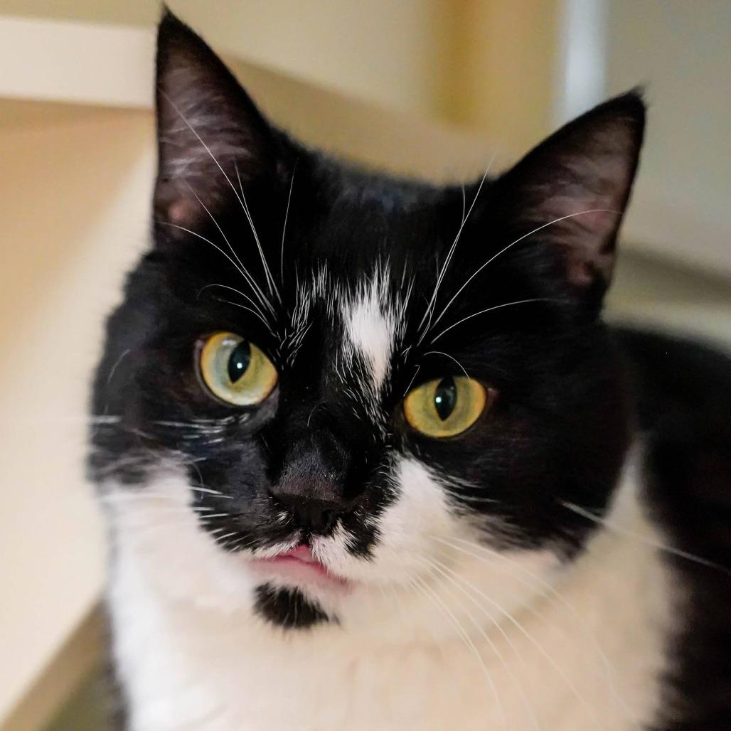 Enlarge Lechita, a Adoptable Domestic Short Hair in Thomaston, ME image 2/3