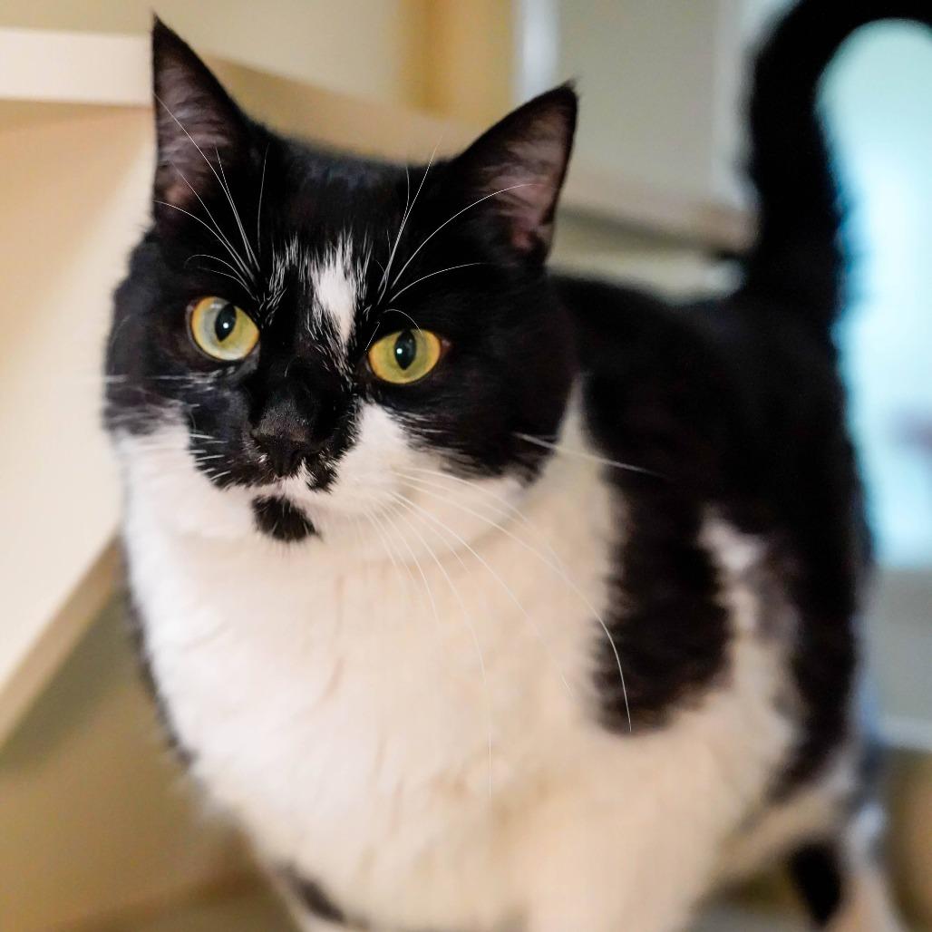 Enlarge Lechita, a Adoptable Domestic Short Hair in Thomaston, ME image 3/3