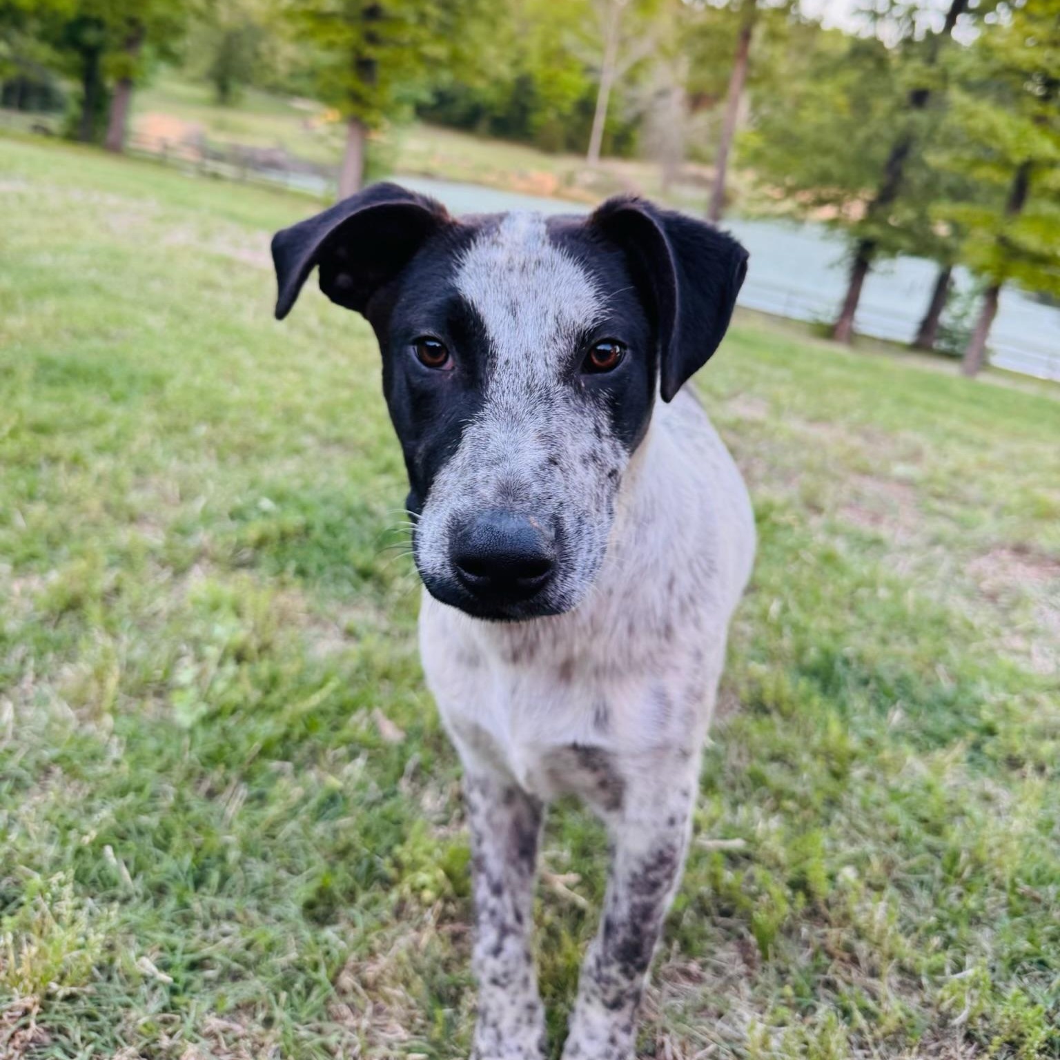 Buzz $100 total adoption, Adoptable, Puppy Male Australian Cattle Dog / Blue Heeler & Cattle Dog.