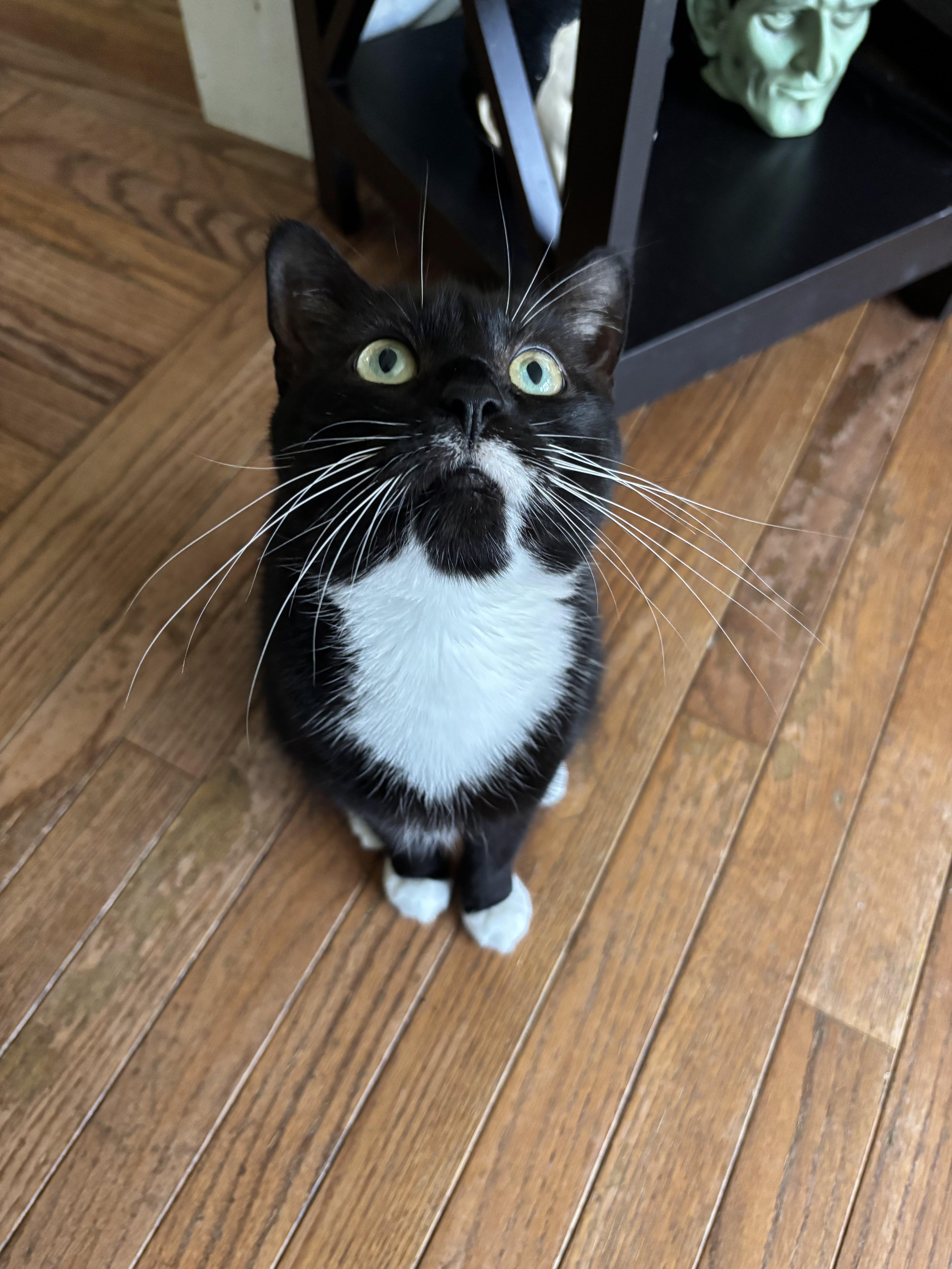 Enlarge Effie, a Adoptable Domestic Short Hair in Palisades Park, NJ image 5/5