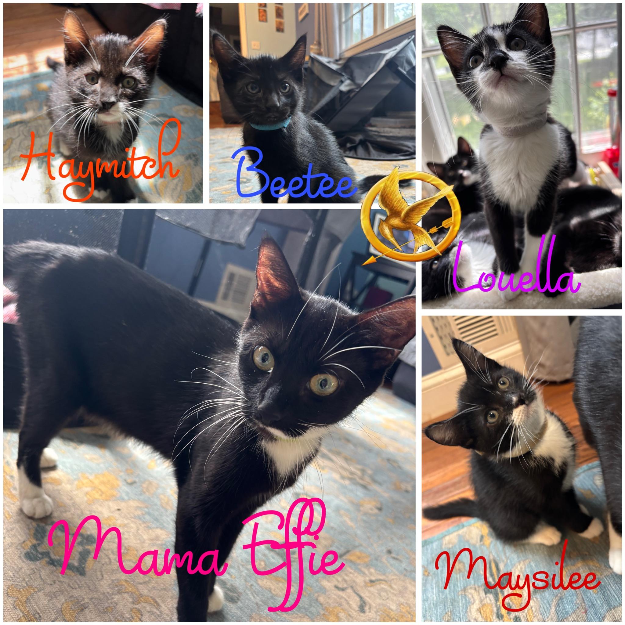 Enlarge Effie, a Adoptable Domestic Short Hair in Palisades Park, NJ image 4/5