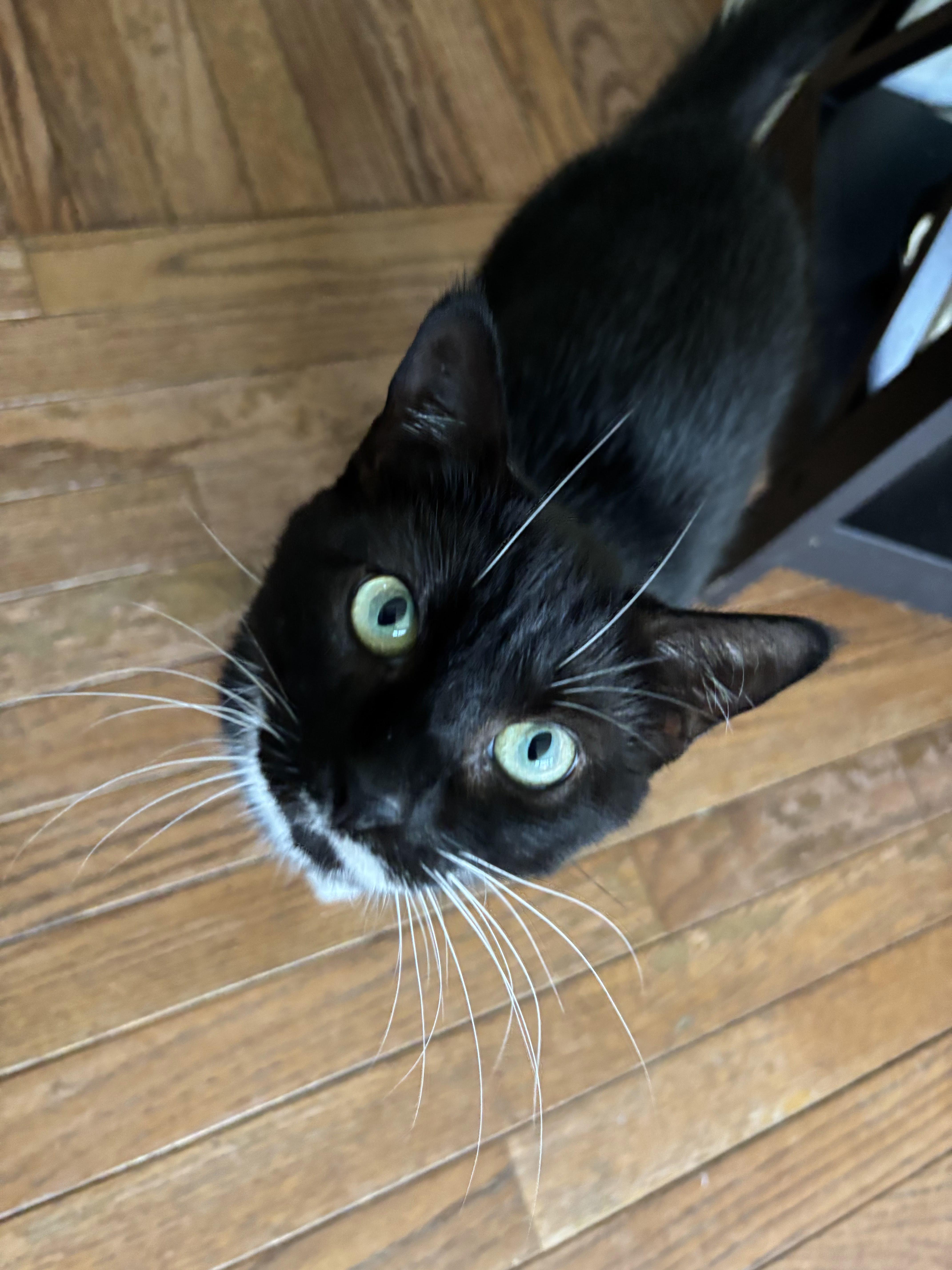 Enlarge Effie, a Adoptable Domestic Short Hair in Palisades Park, NJ image 3/5