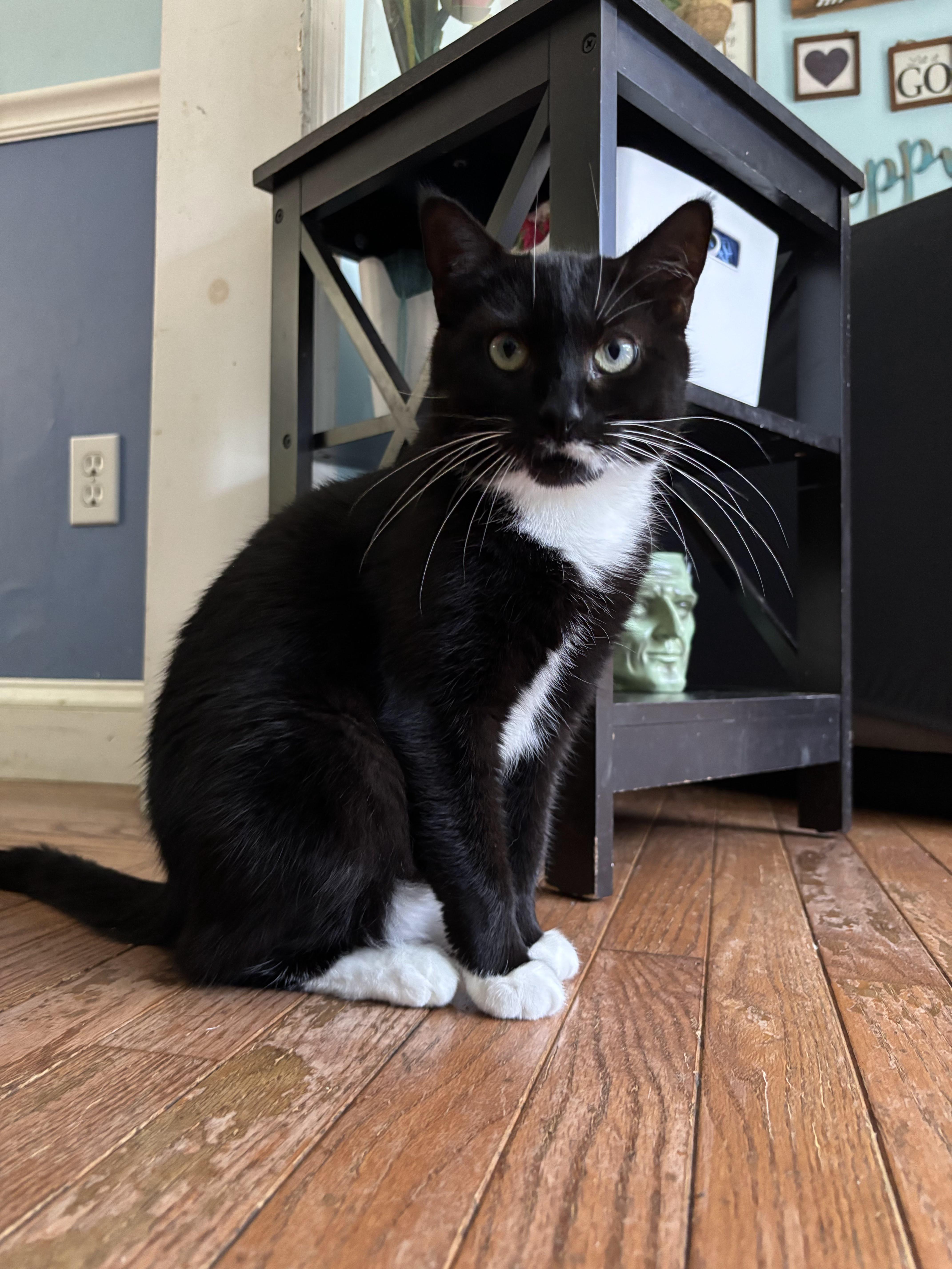 Effie, Adoptable, Young Female Domestic Short Hair.