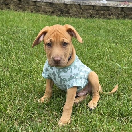 Kobe (Partial Adopt Fee Sponsor), adoptable, Puppy Male Mixed Breed.