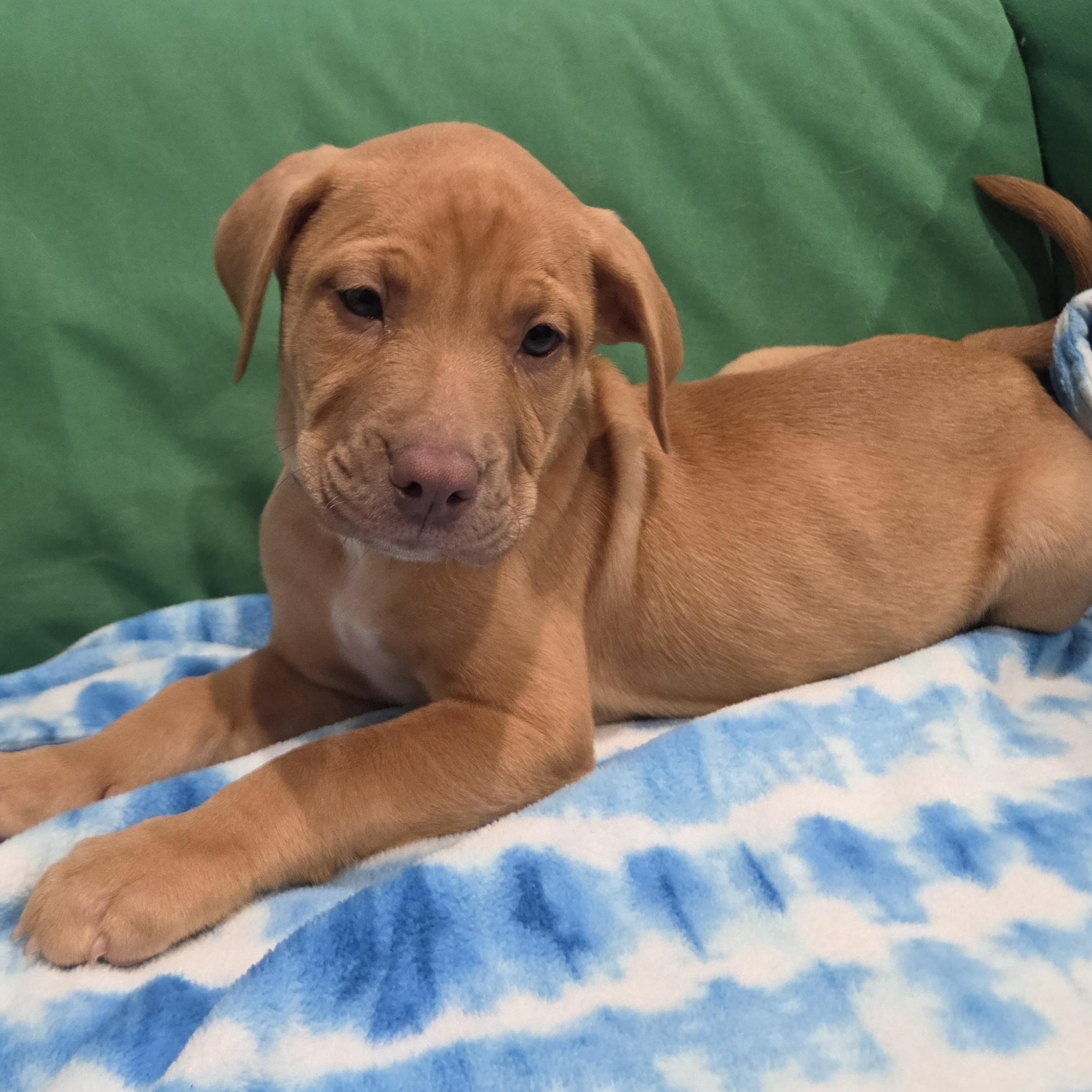 Enlarge Kobe (Partial Adopt Fee Sponsor), an adoptable Mixed Breed in Lemont, IL image 6/6