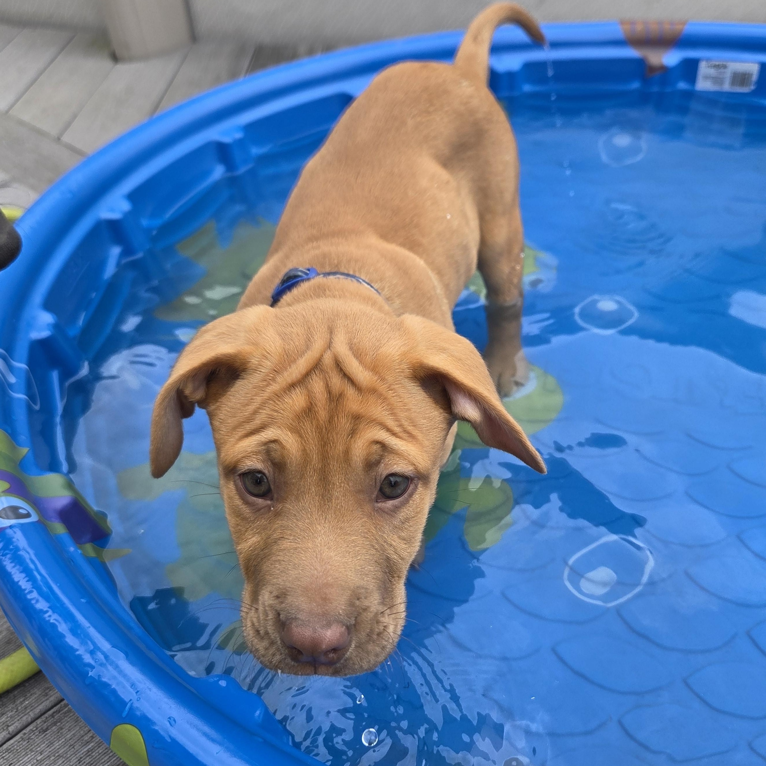 Enlarge Kobe (Partial Adopt Fee Sponsor), an adoptable Mixed Breed in Lemont, IL image 4/6