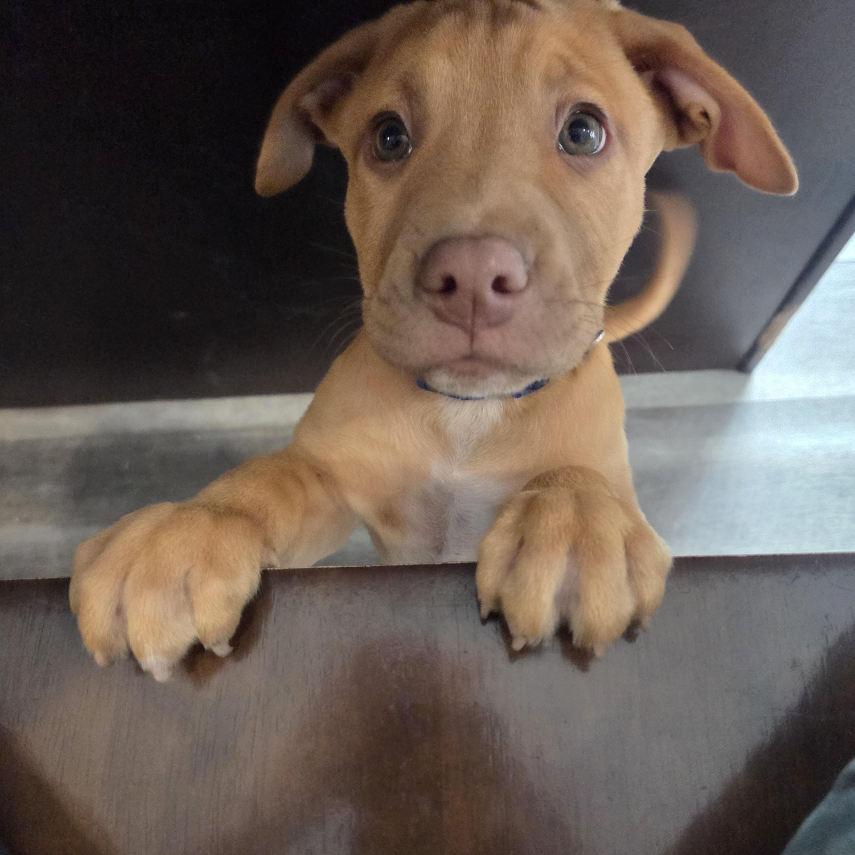 Enlarge Kobe (Partial Adopt Fee Sponsor), an adoptable Mixed Breed in Lemont, IL image 5/6