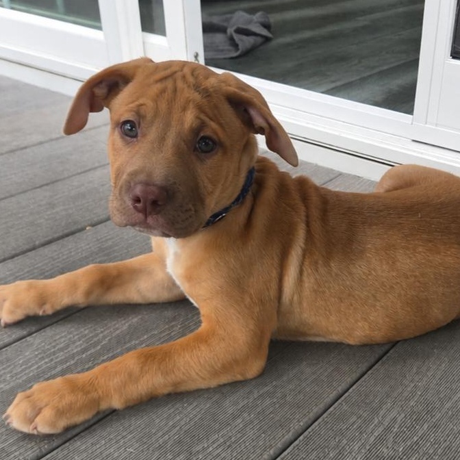 Enlarge Kobe (Partial Adopt Fee Sponsor), an adoptable Mixed Breed in Lemont, IL image 2/6