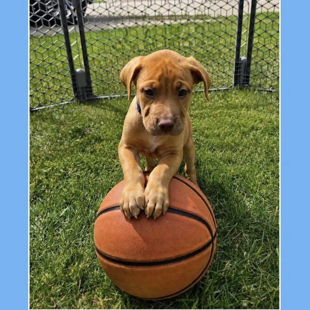 Enlarge Kobe (Partial Adopt Fee Sponsor), an adoptable Mixed Breed in Lemont, IL image 3/6