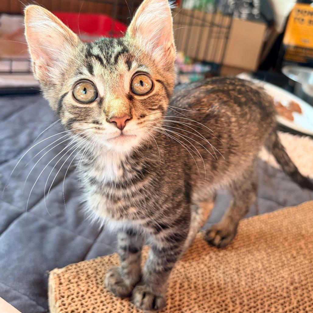 Enlarge Spanky, a Adoptable Domestic Short Hair in Aldie, VA image 1/1
