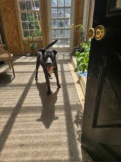 Enlarge Ricky, a Adoptable Labrador Retriever in cumming, GA image 2/3