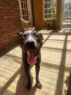 Ricky, Adoptable, Adult Male Labrador Retriever.