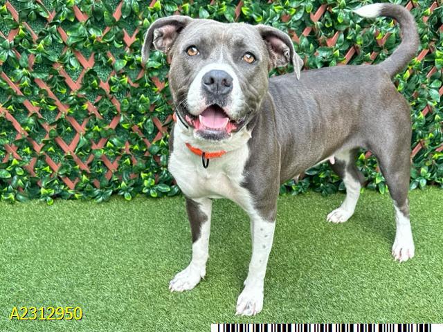 SHELLY, Adoptable, Adult Female Mixed Breed.