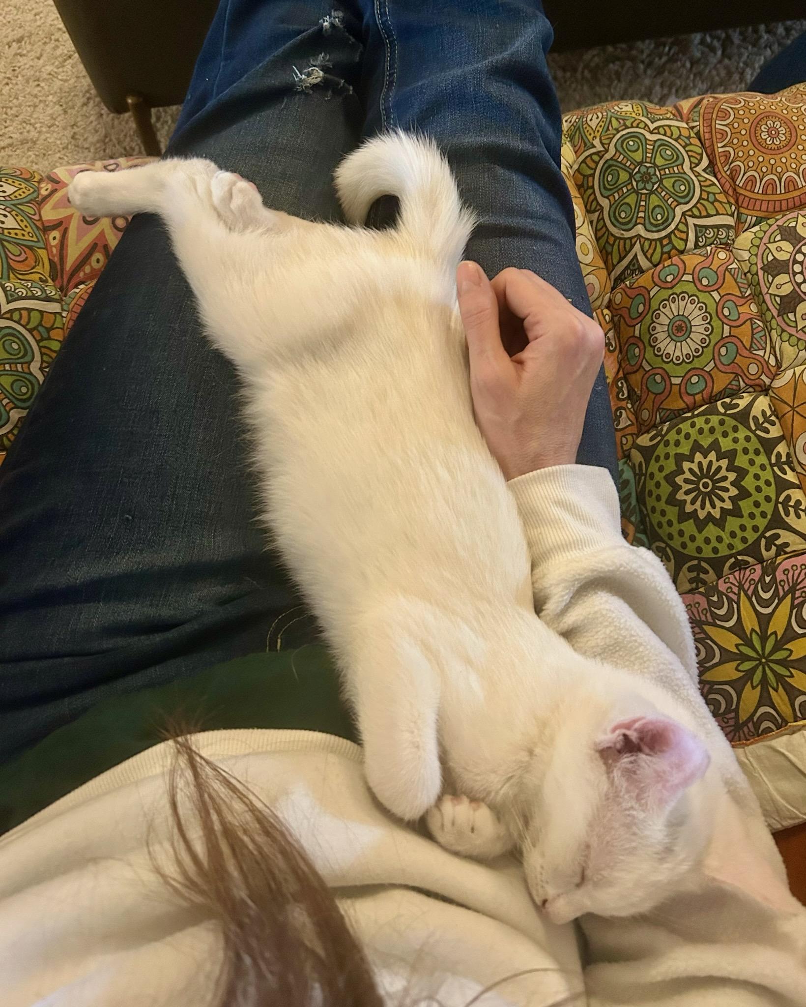 Enlarge Shortcake — A Sweet, Social Kitten Made for Family Life, an adopted mixed breed in Hillsboro, TX image 4/6