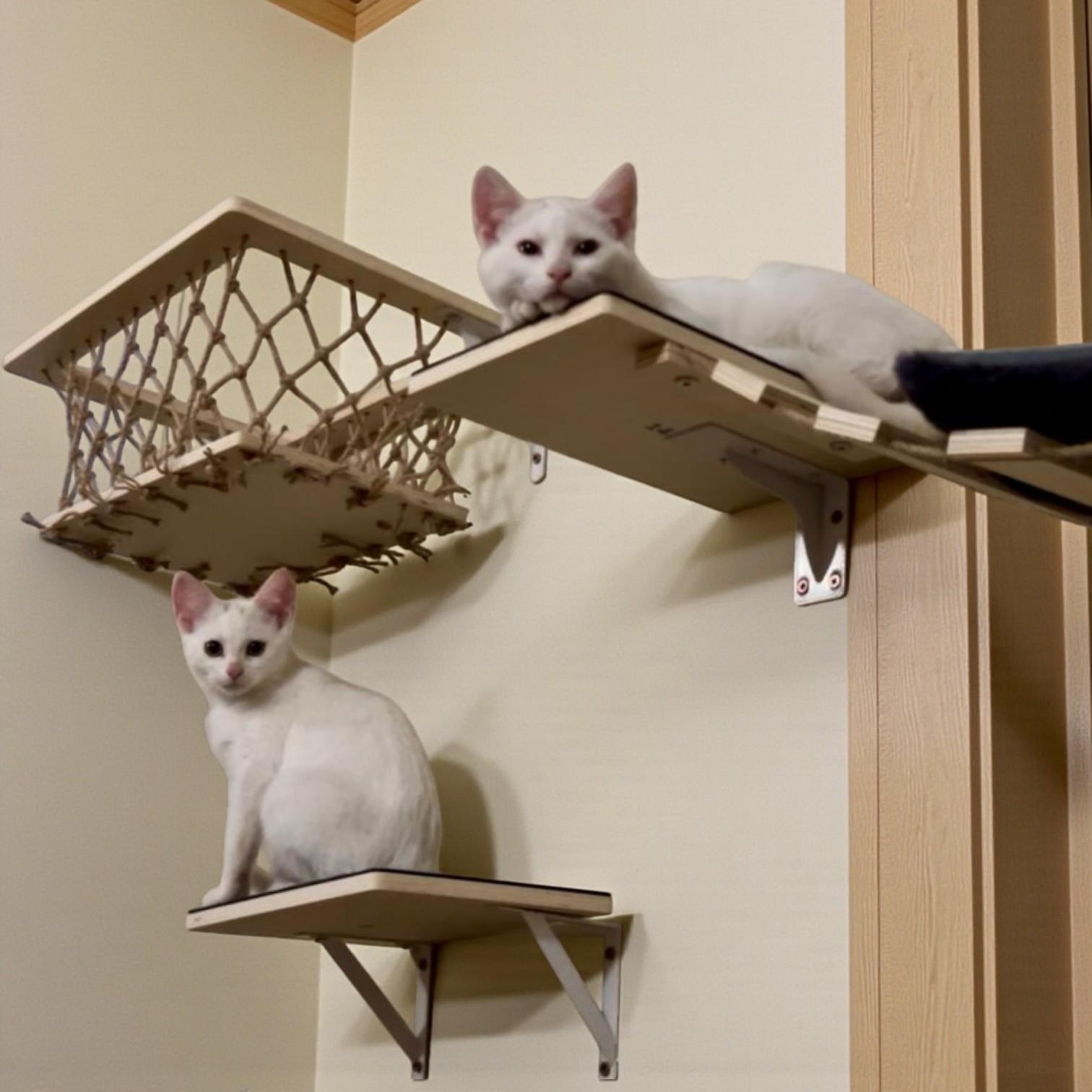 Enlarge Shortcake — A Sweet, Social Kitten Made for Family Life, an adopted mixed breed in Hillsboro, TX image 3/6