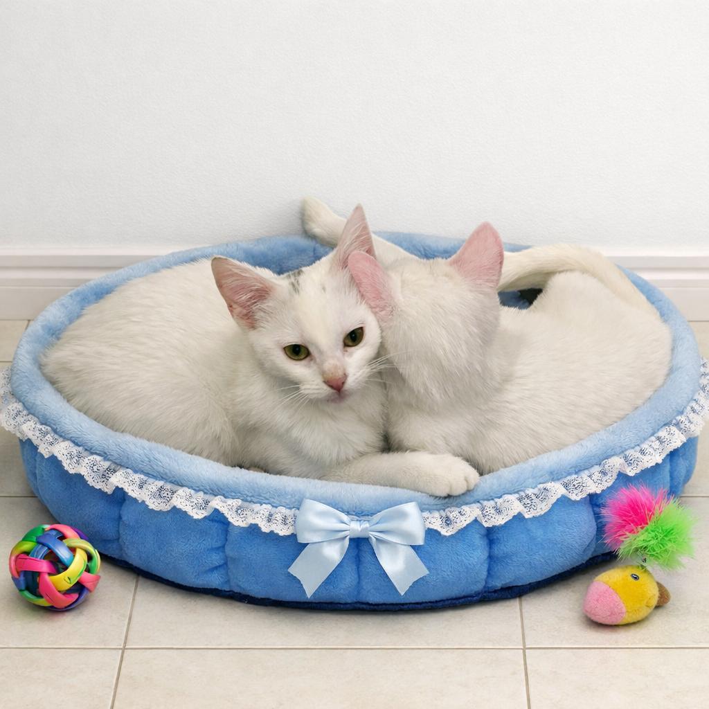 Enlarge Shortcake — A Sweet, Social Kitten Made for Family Life, an adopted mixed breed in Hillsboro, TX image 6/6