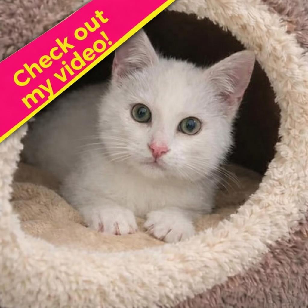 Enlarge Shortcake — A Sweet, Social Kitten Made for Family Life, an adopted mixed breed in Hillsboro, TX image 2/6