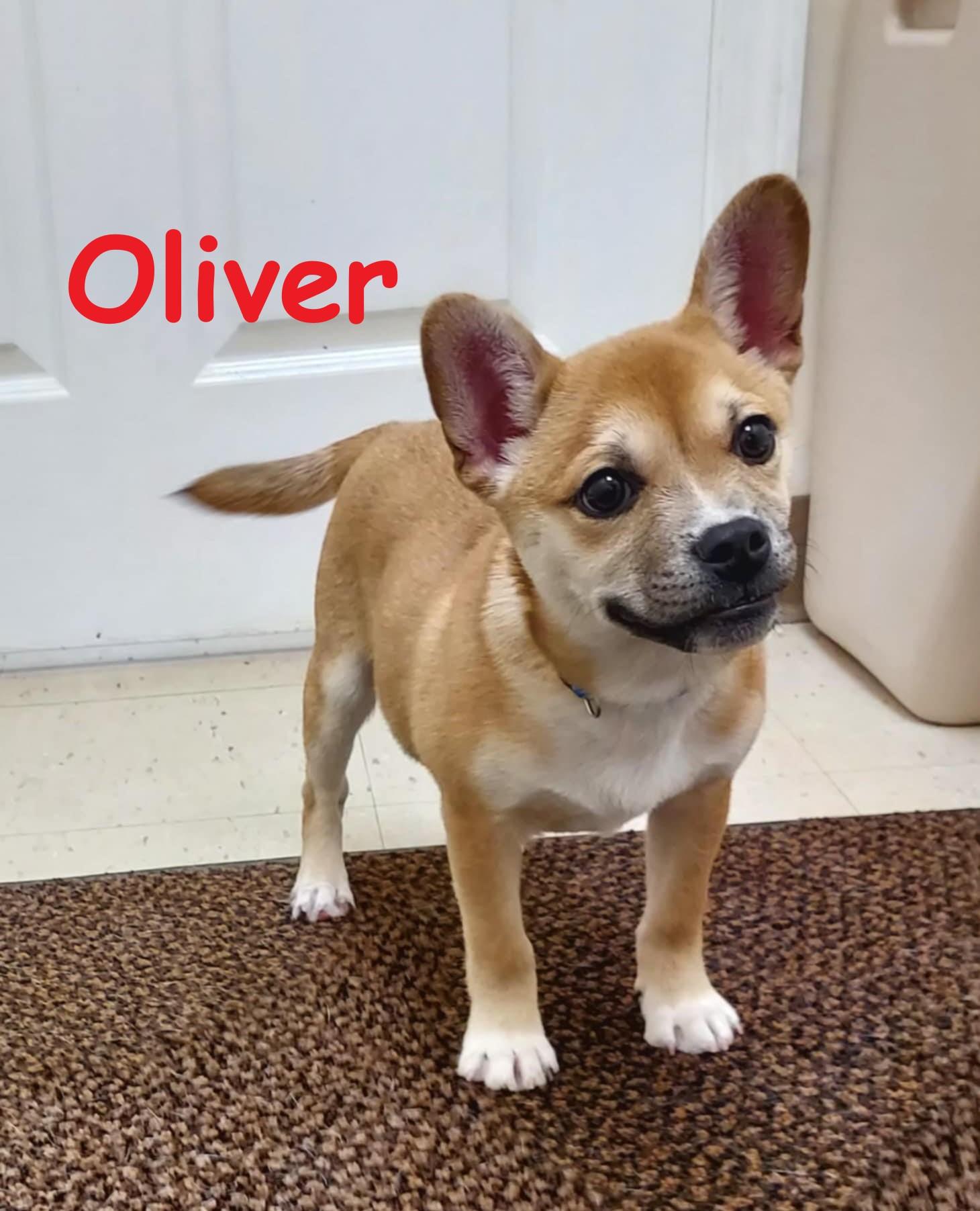 Enlarge Oliver, a Adoptable mixed breed image 1/1