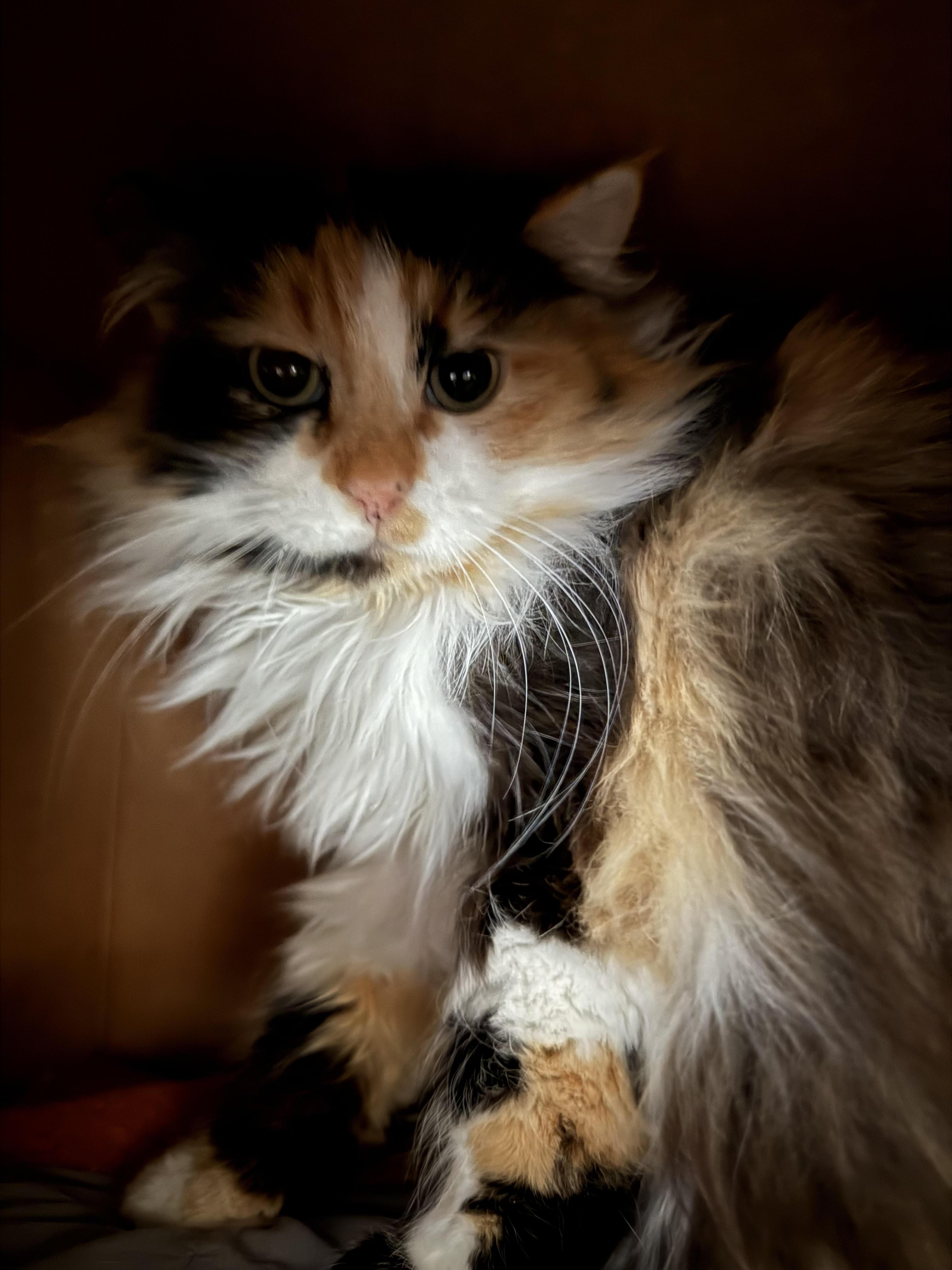 Lorilie, Adoptable, Adult Female Domestic Long Hair.
