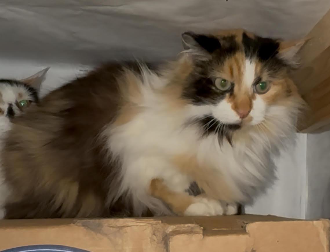 Enlarge Lorilie, a Adoptable Domestic Long Hair in Butte, MT image 2/3