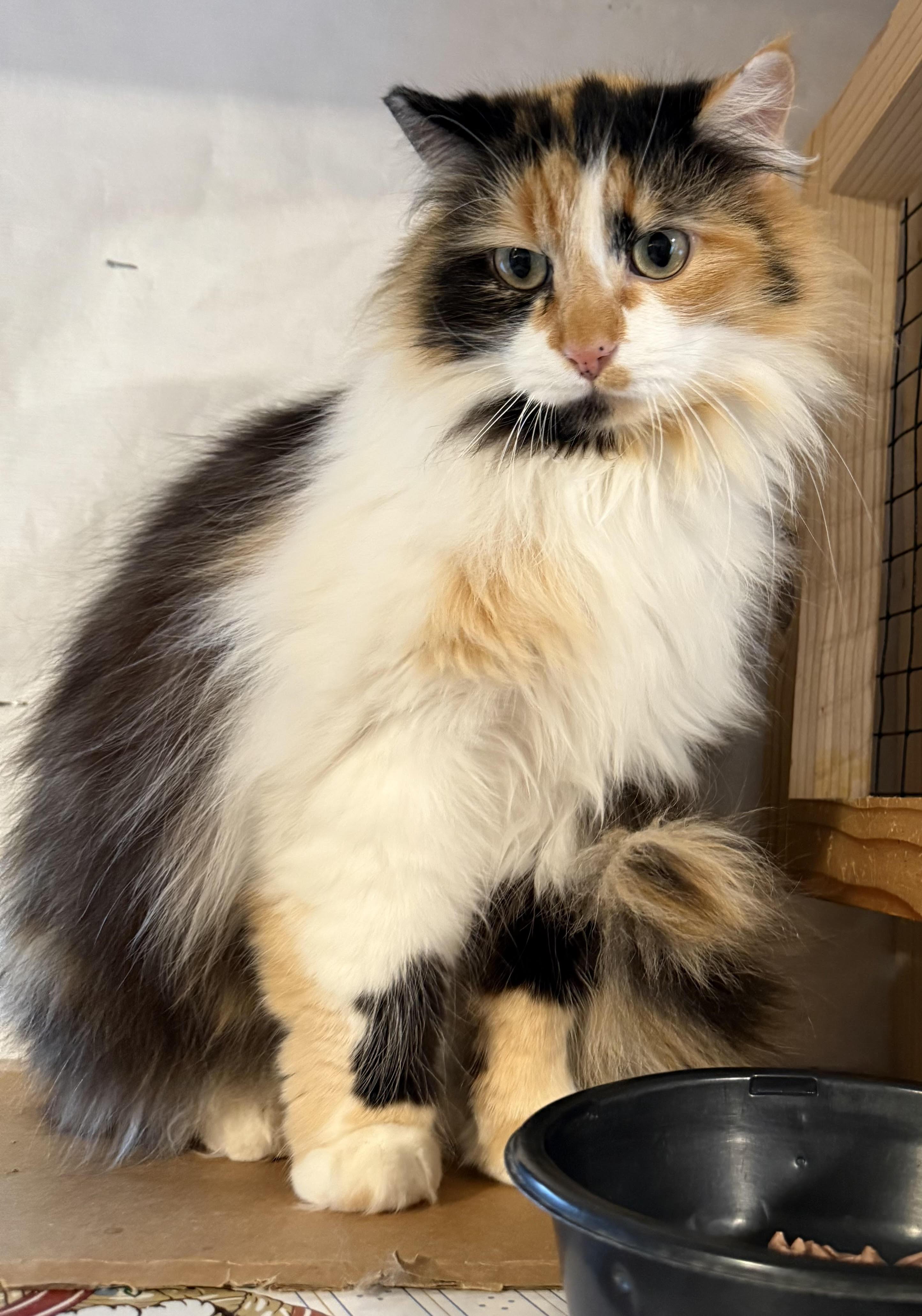Enlarge Lorilie, a Adoptable Domestic Long Hair in Butte, MT image 3/3
