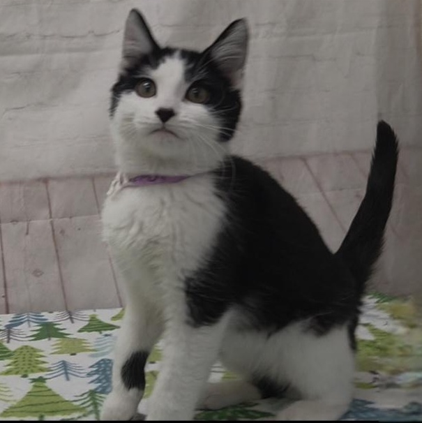 Beluga, adopted, Kitten Male Domestic Short Hair.