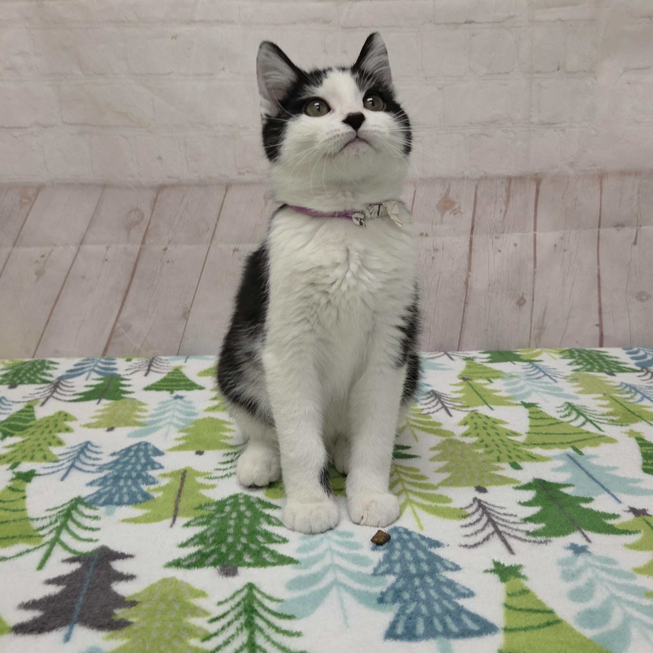 Enlarge Beluga, an adopted Domestic Short Hair in Red Wing, MN image 2/3