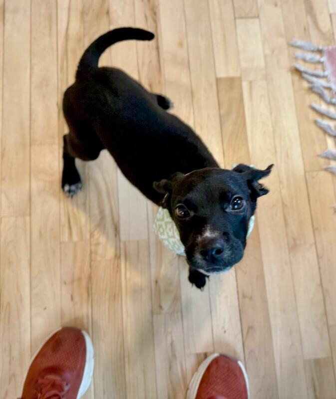 Poppy Flower — thumbnail 3