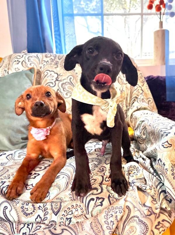 Poppy Flower — thumbnail 5