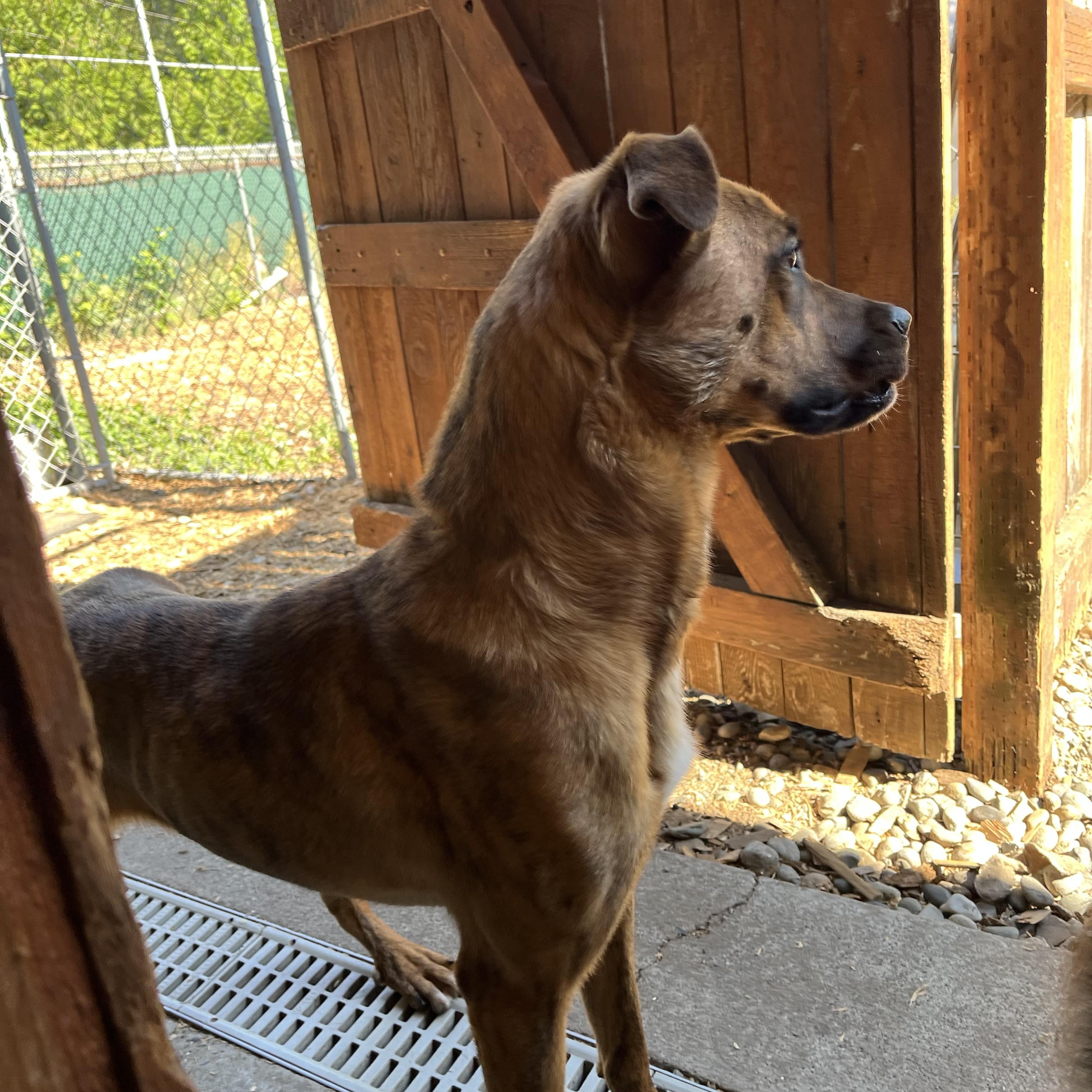 Enlarge Winnie, a ADOPTABLE mixed breed in Snoqualmie, WA image 5/5