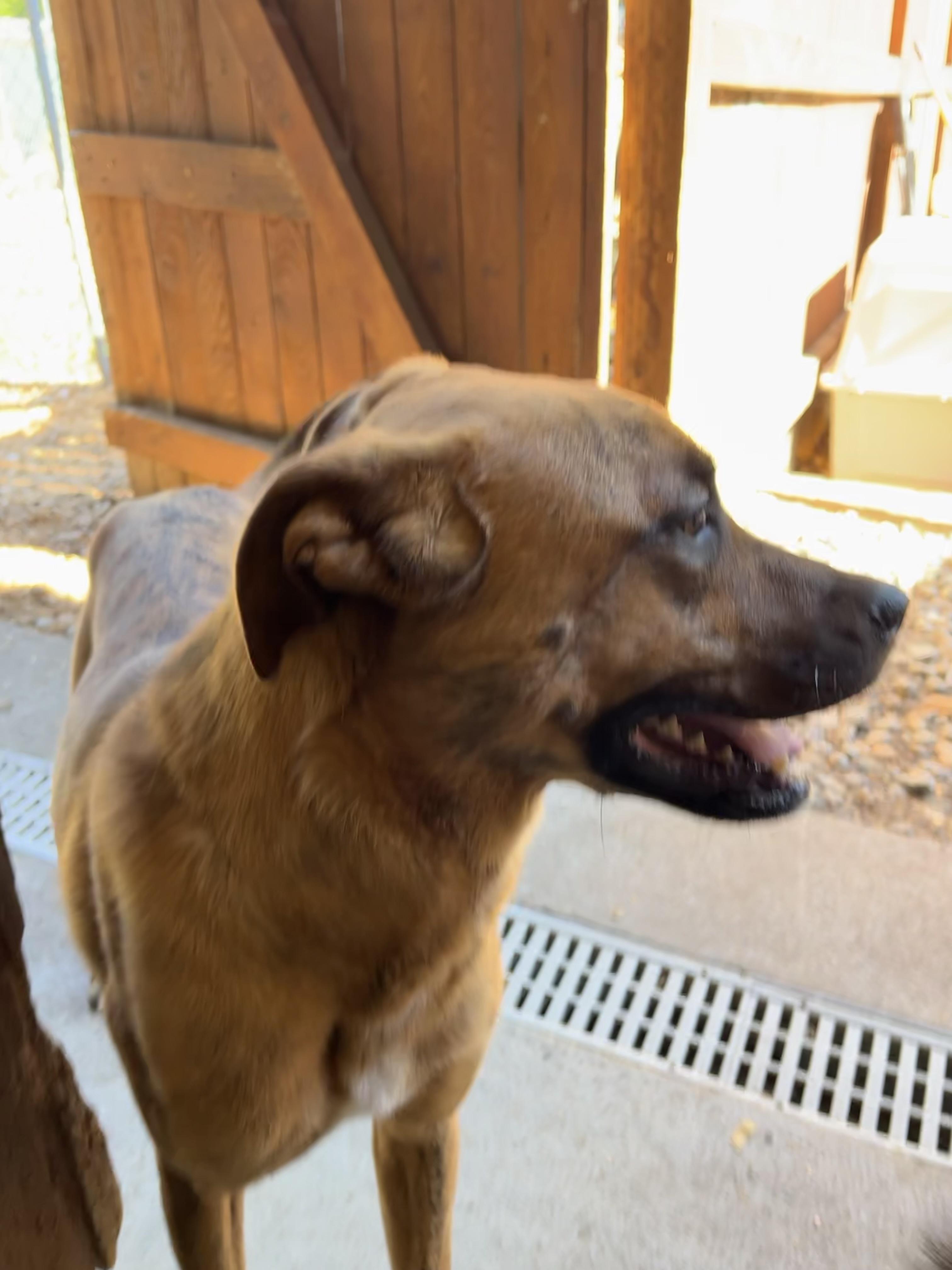 Enlarge Winnie, a ADOPTABLE mixed breed in Snoqualmie, WA image 2/5