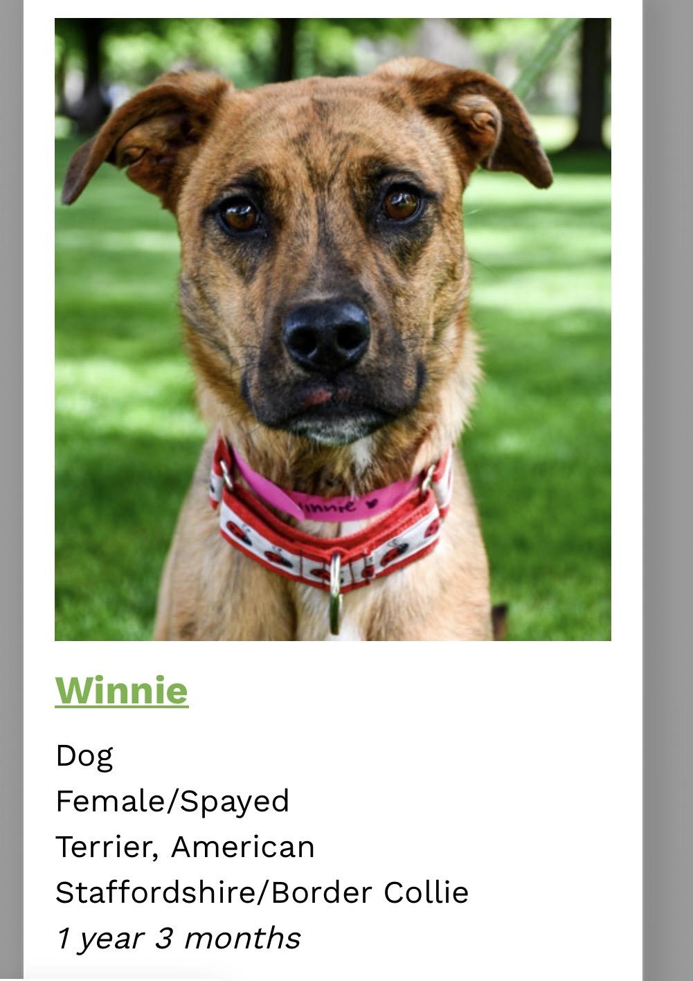 Winnie, ADOPTABLE, Young Female Boxer & Whippet.