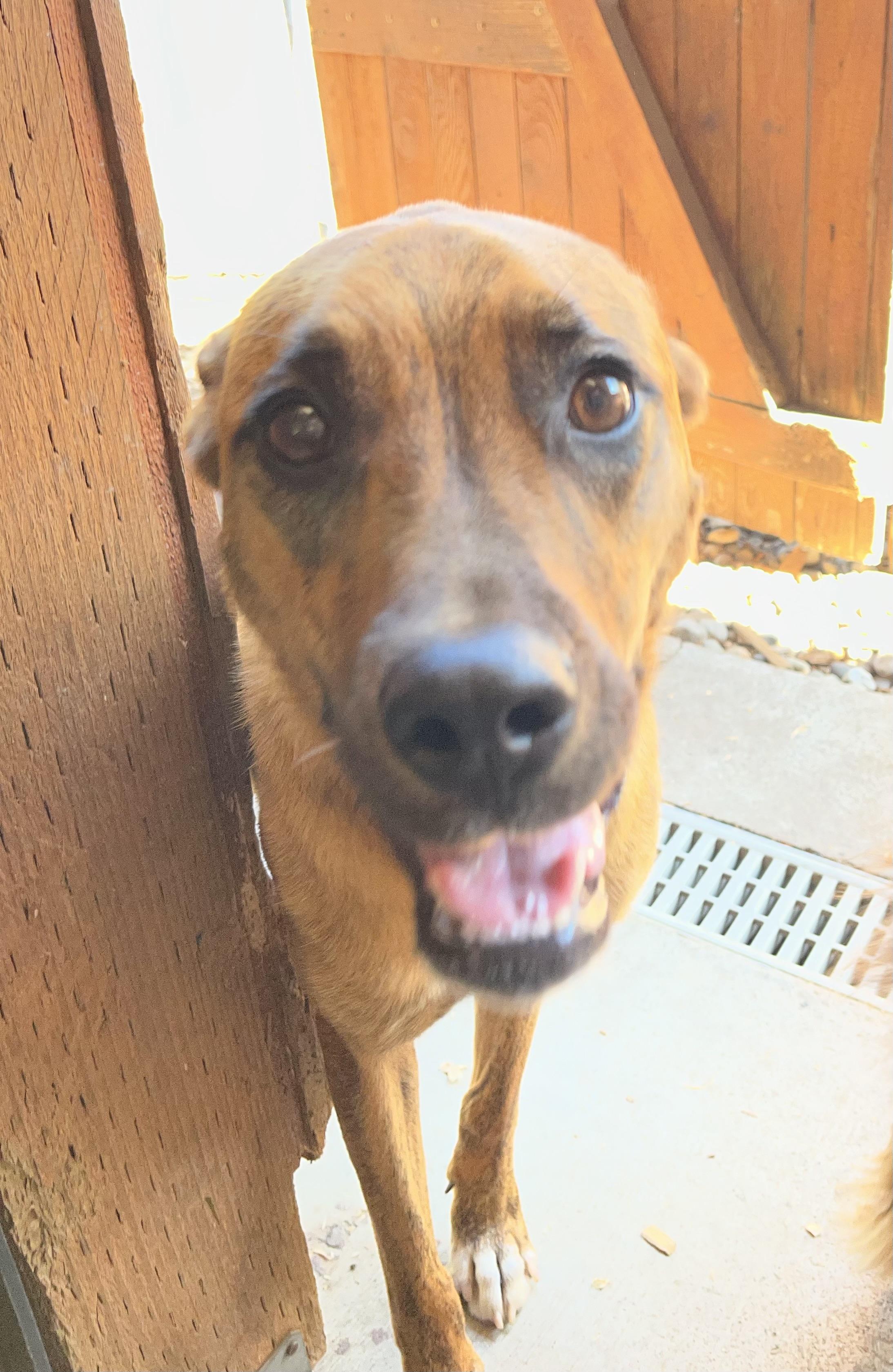 Enlarge Winnie, a ADOPTABLE mixed breed in Snoqualmie, WA image 4/5