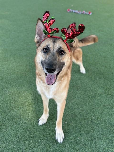 NALA, Adoptable, Young Female German Shepherd Dog.