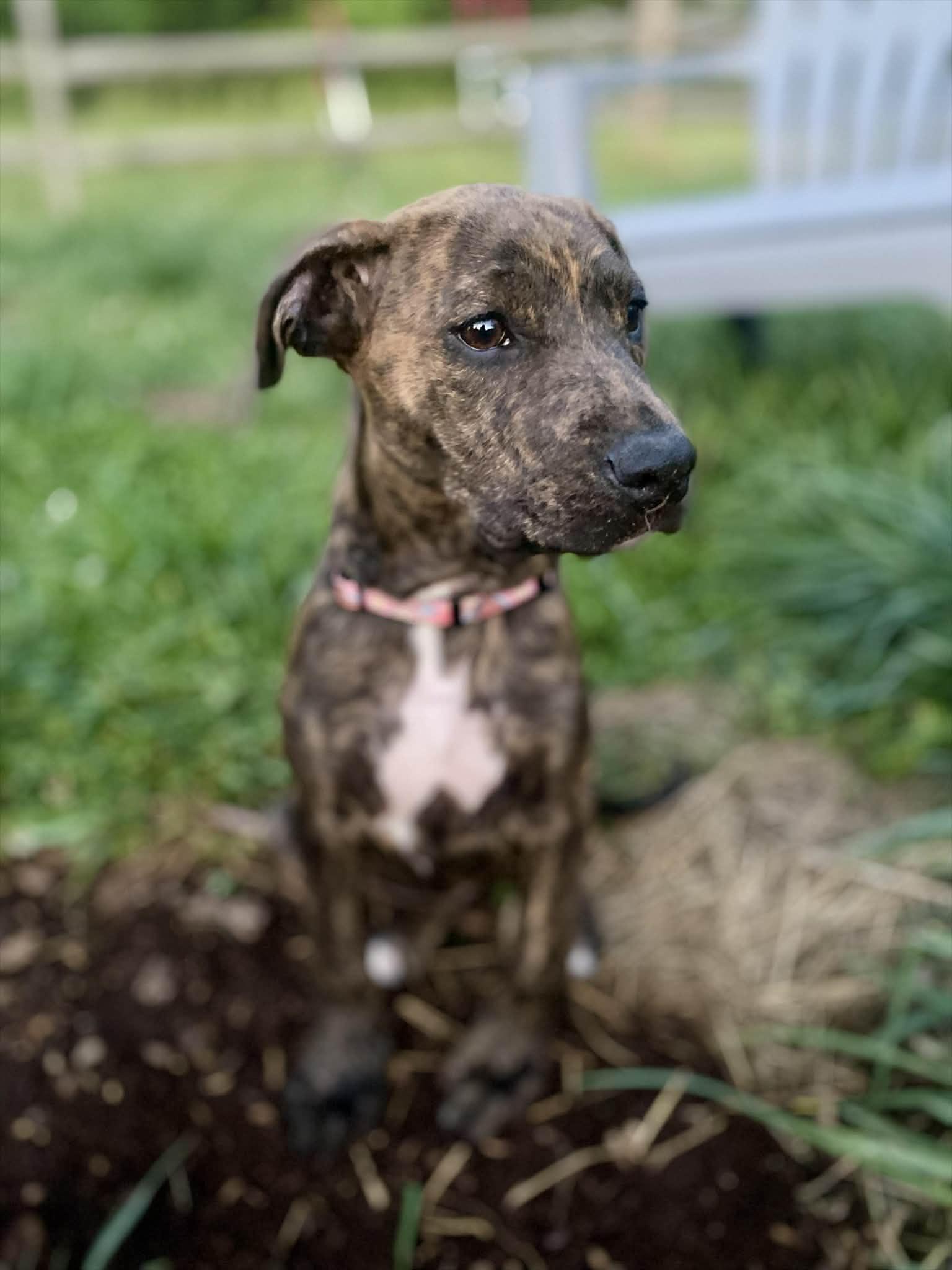 Nala, a Adopted Terrier in Mint Hill, NC image 2/2
