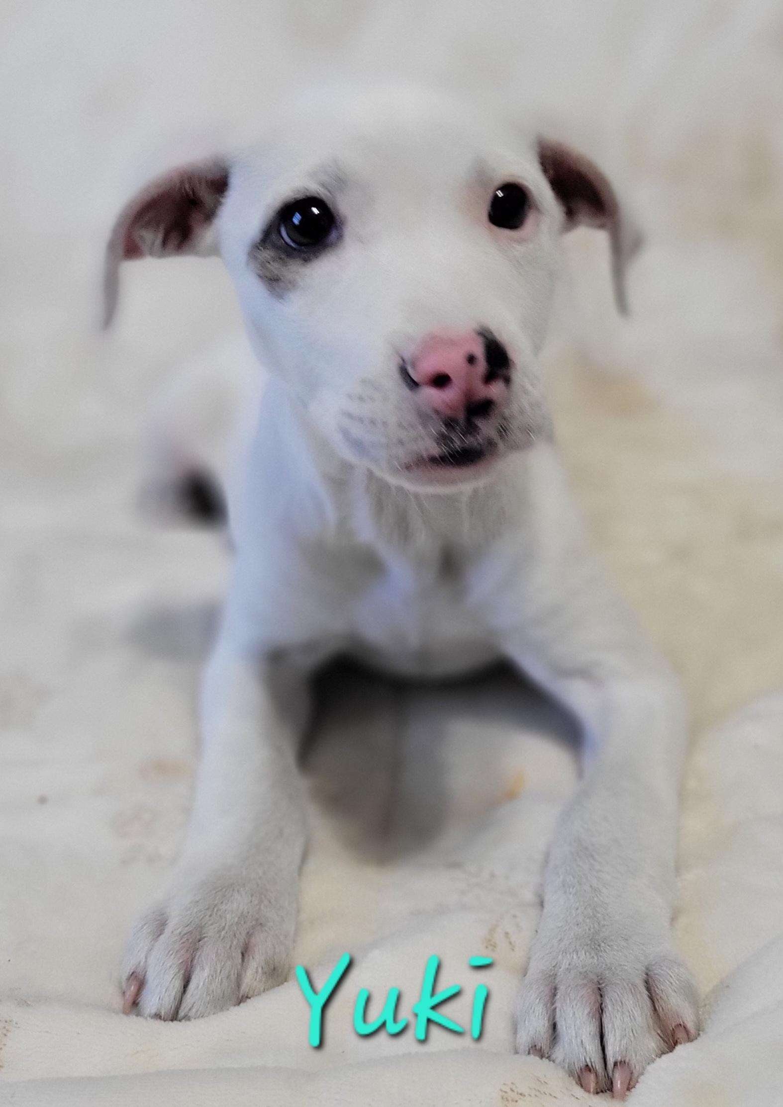 Enlarge Yuki, an adopted mixed breed in Elwood, NJ image 3/3