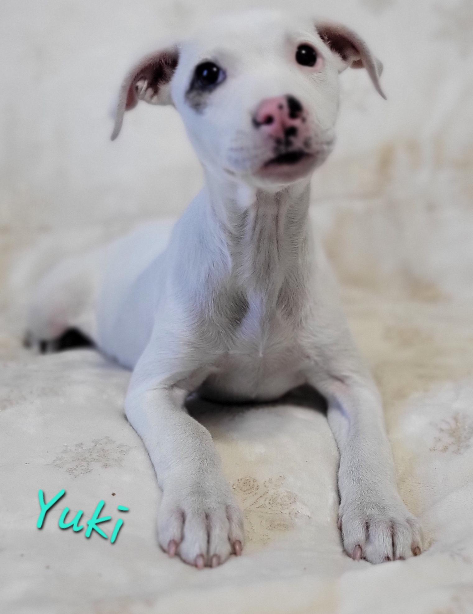 Enlarge Yuki, an adopted mixed breed in Elwood, NJ image 2/3