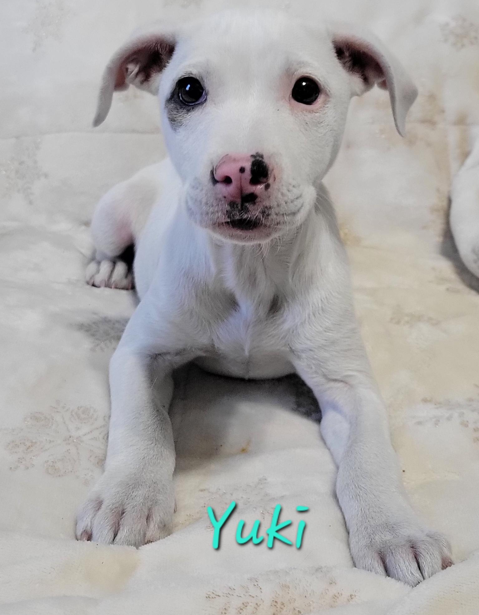 Yuki, adopted, Puppy Female Pit Bull Terrier.