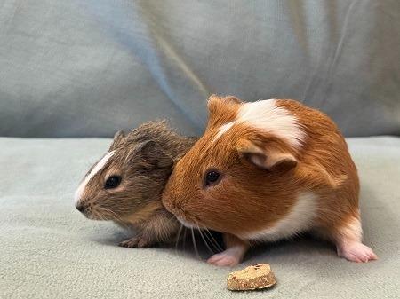 Enlarge Cookie, a Adoptable Guinea Pig in Scotts Valley, CA image 3/4