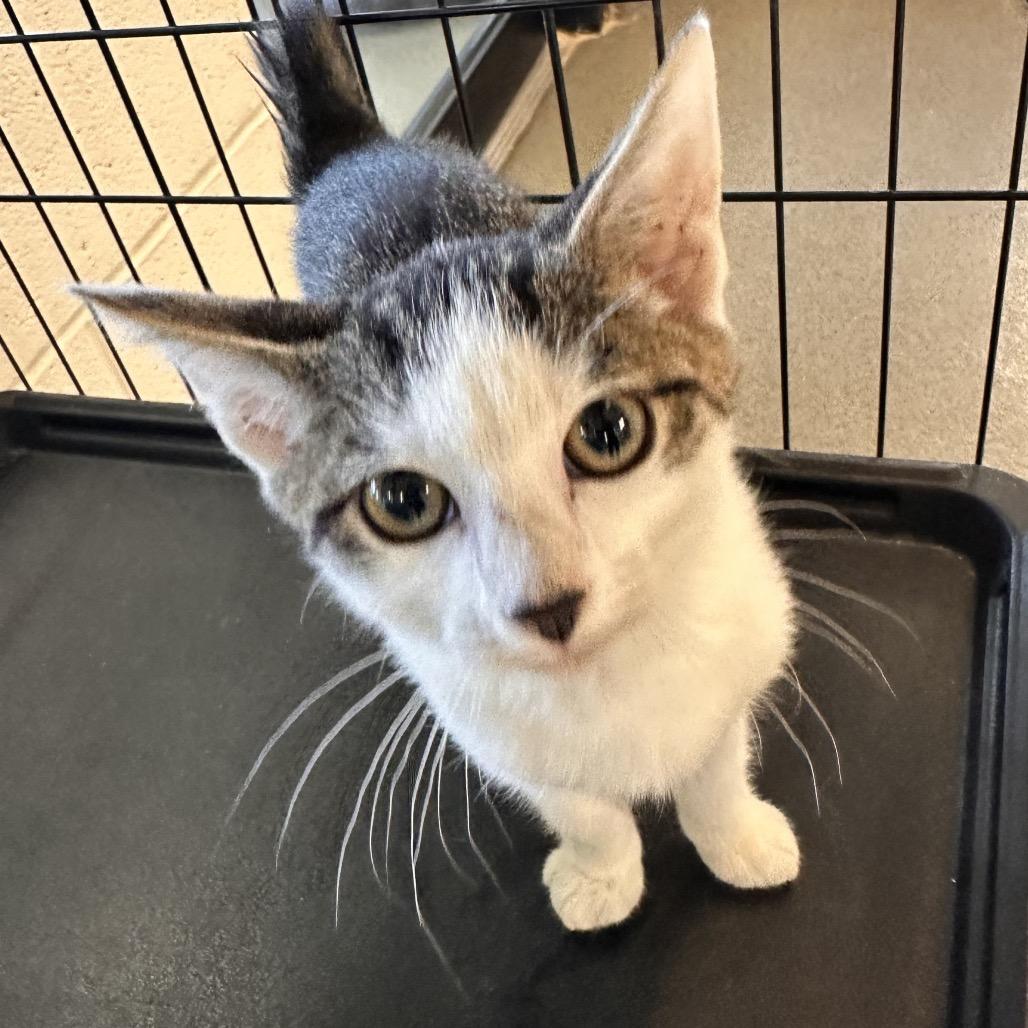 Hearme, Adoptable, Kitten Male Domestic Short Hair.